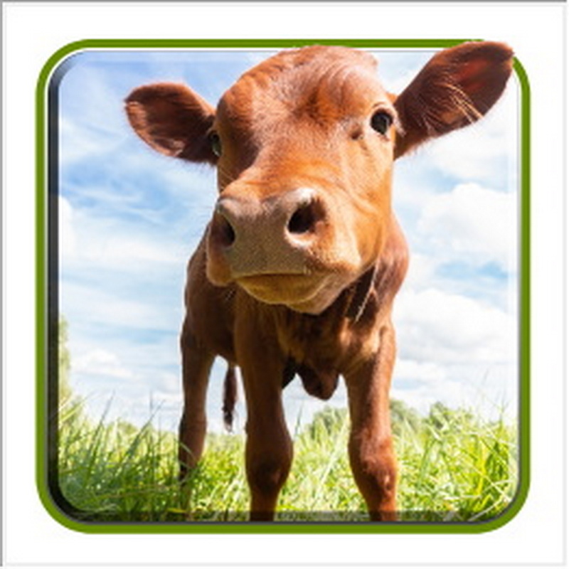 My Life: Farm Vet