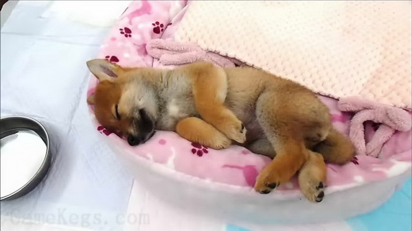 Pixel Game Maker Series Shiba Mekuri_2