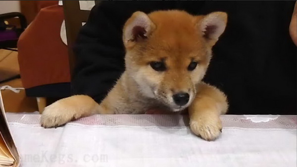 Pixel Game Maker Series Shiba Mekuri_4