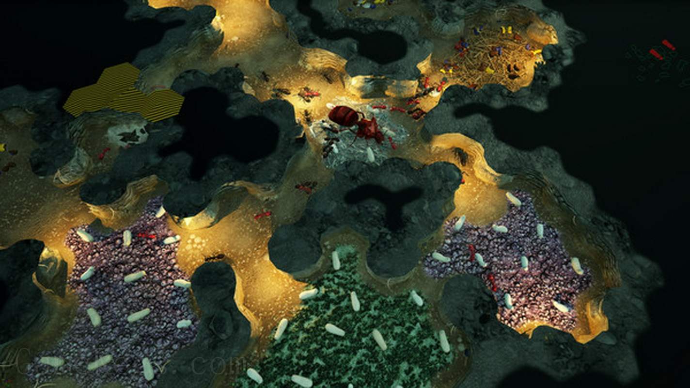 地下蚁国.Empires of the Undergrowth Hibernation_1