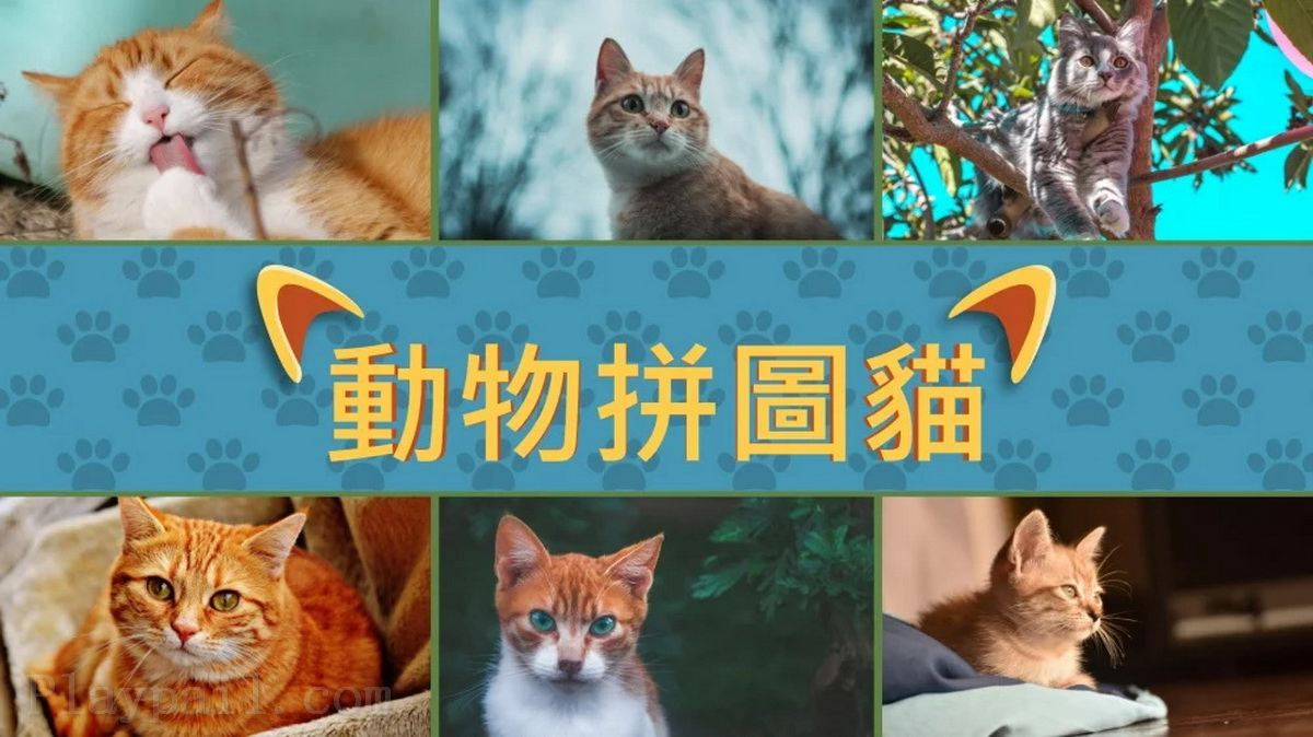 动物拼图：猫.Animal Puzzle Cats_2