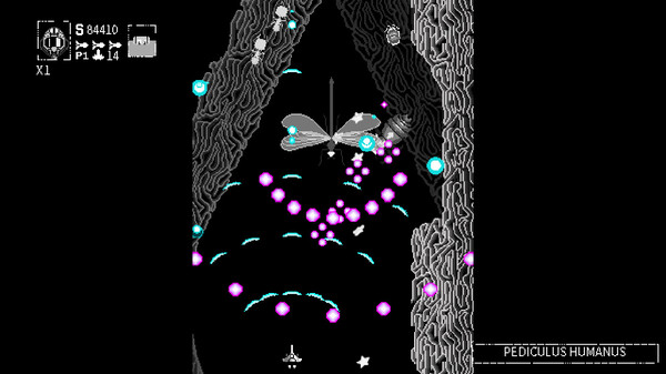 Hexapoda_5