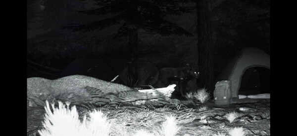 Trailcam_1