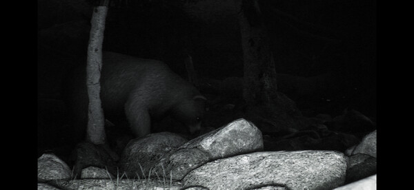 Trailcam_2