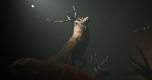 项目13：标本制作之路.Project 13: Taxidermy Trails_0